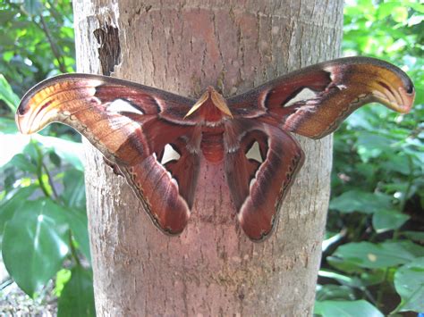 Giant Atlas Moths fluttering into the Butterfly Center soon | BEYONDbones