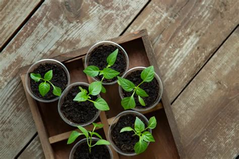 How to Grow Bell Peppers in Pots or Containers (With 10 Must-Follow Tips!)