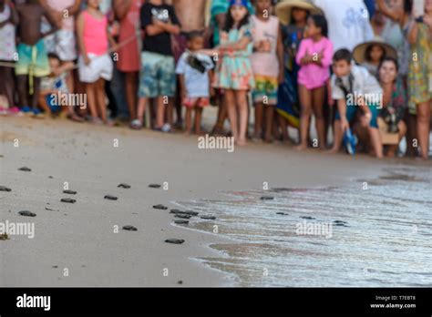 Praia do Forte, Brazil - 31 January 2019: people observing baby turtles ...