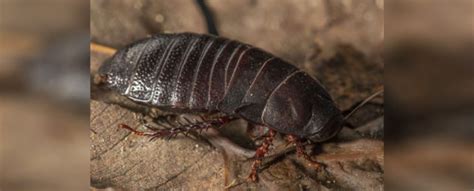 A Large, 'Extinct' Australian Cockroach Has Reappeared After More Than ...