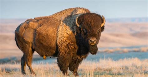 Discover the 5 Official State Animals of Oklahoma - A-Z Animals