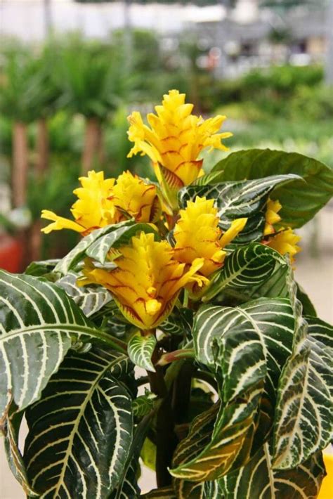 Indoor Plant With Yellow Flowers – de.mxzim.com