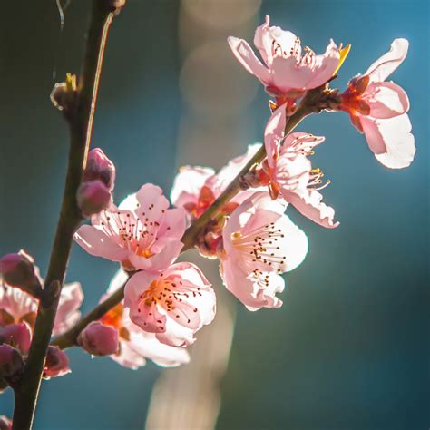 Peach Tree Blossom Free Stock Photo - Public Domain Pictures