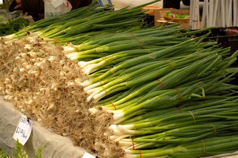 How to Start Growing Green Onions - Garden and Happy