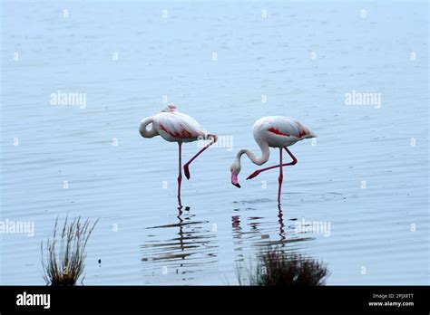 The real stars of the Cervia Salt Pans are the over 5,000 elegant pink ...