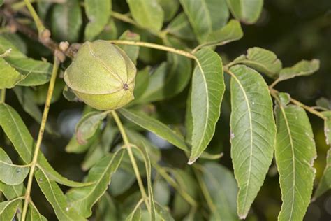 Growing Pecan Tree: Varieties, Planting Guide, Care, Problems and Harvest