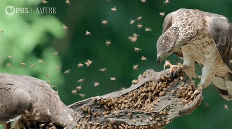 Crested honey buzzards feast on bee and wasp larvae – The Kid Should ...