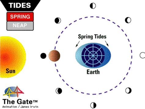 The Moon and Tides - Spring vs. Neap Tides