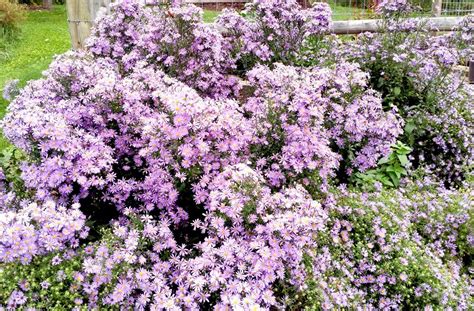 Growing Tips: Asters for the Autumn garden | News, Sports, Jobs - The ...