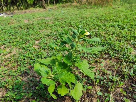 Gokhru plant stock photo. Image of plant, forest, wild - 136757932