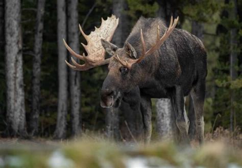 5 BEST Wildlife Tours in Jasper, Canada - Destinationless Travel