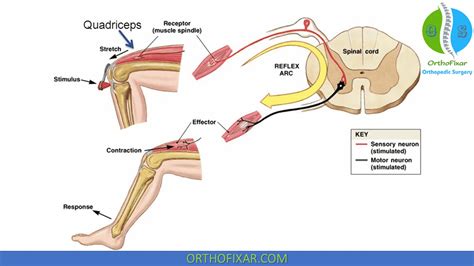 Árnyék jelölje be Gondolat patellar reflex nerve root Paine Gillic ...