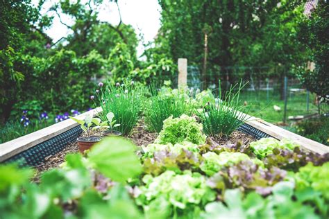 5 Sustainable Gardening Ideas to Try Next Season - Environment Co