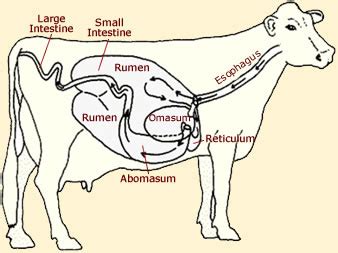 Cow Anatomy - Diagrams Of Cows & Calves