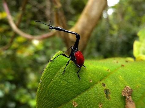 The Remarkable Giraffe Weevil of Madagascar. Yes that things is real ...