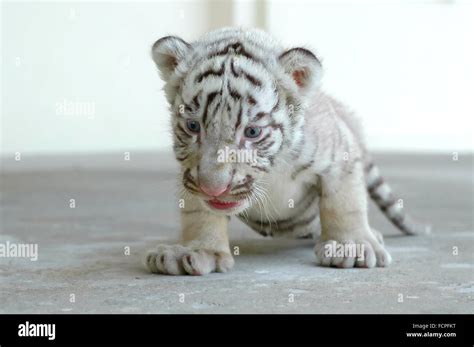 baby white tiger Stock Photo - Alamy