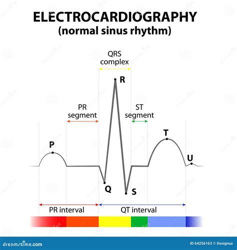 ECG Of A Heart In Normal Sinus Rhythm Stock Illustration - Image: 64256163