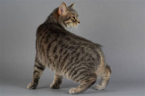 Manx Cat Breed Profile - Cat-World