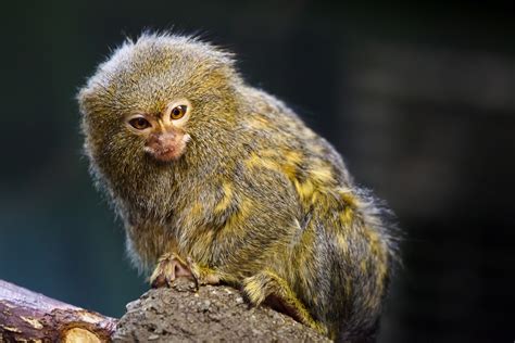 Pygmy Marmoset Free Stock Photo - Public Domain Pictures