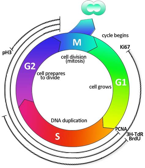 Cell Cycle Diagram