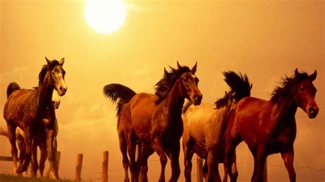 Wallpaper Horse, Running, Sunset - Running Horse - 3840x2160 Wallpaper ...