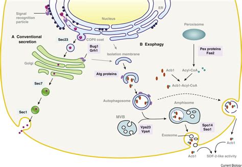 Protein Secretion: Unconventional Exit by Exophagy: Current Biology