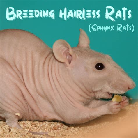 How to Breed Healthy Hairless Rats (Sphynx Rats) - PetHelpful