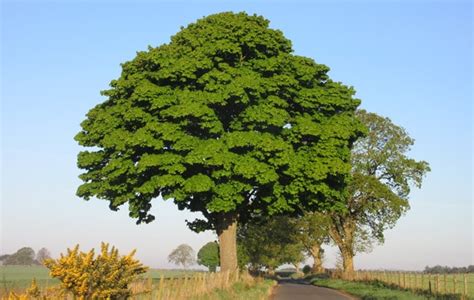 Sycamore Tree Identification and Care