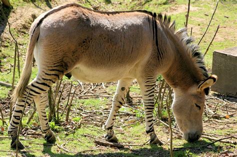 Zebra Horse Donkey Hybrid