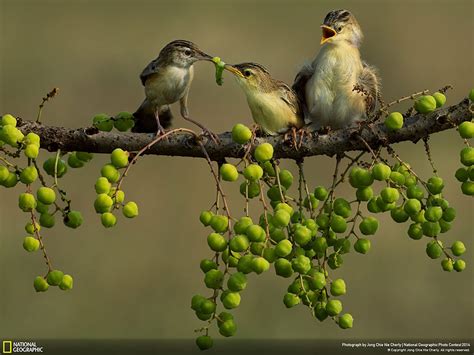 21 Of The Best Nature Photo Entries To The 2014 National Geographic ...