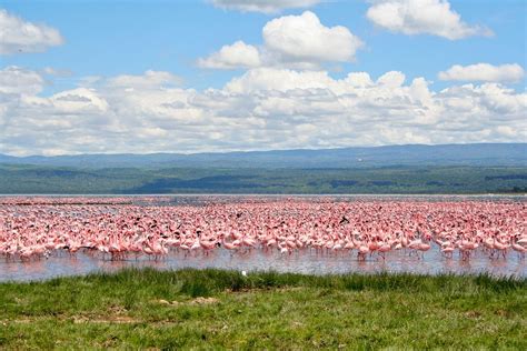 Flamingos on Lake Nakuru