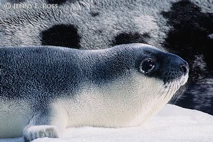 Hooded Seal Arctic Species, Mating Habits Conservation, 58% OFF