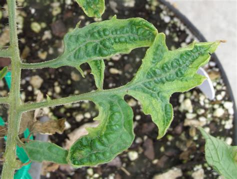 Tomato viruses | UMN Extension