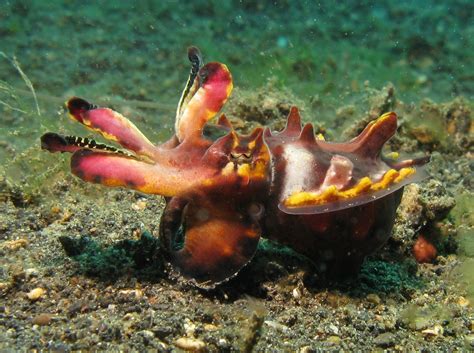 Real Monstrosities: Flamboyant Cuttlefish