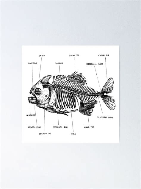 "Piranha Anatomy" Poster for Sale by Anastasiache | Redbubble