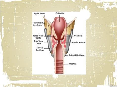 Laryngeal infections