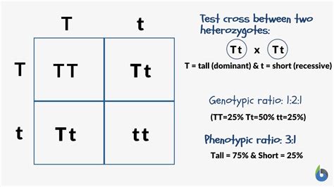 Phenotypic ratio - Definition and Examples - Biology Online Dictionary