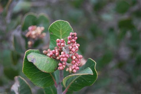 Lemonadeberry - Native Plants - CSU Channel Islands