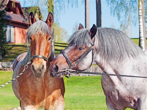 Belgian Draft : Belgian Draft Horses Mathador The Most Successful ...