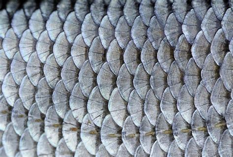 Closeup of fish scales showing the repeating pattern and texture of the ...