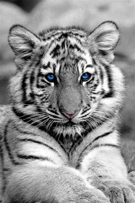 Baby White Tiger | Tiger pictures, Baby white tiger, Tiger wallpaper