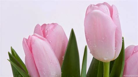 10 Wallpaper Bunga Tulip Pink Cantik | Deloiz Wallpaper