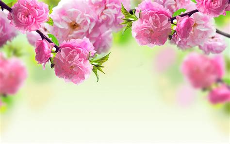 Pink Flowers Backgrounds - Wallpaper Cave