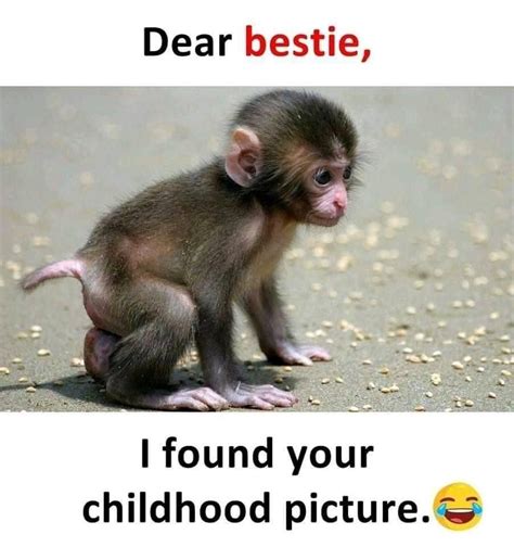 Clean Monkey Memes - Funny Memes