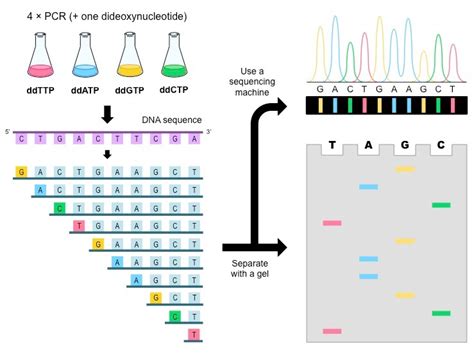 Sanger’s method of gene sequencing - Online Biology Notes