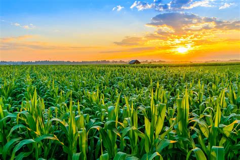 VIB gets permit to continue CRISPR maize field trial - Agro & Chemistry