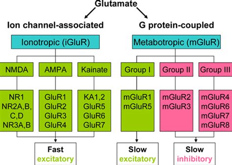 Frontiers | Metabotropic Glutamate Receptors as Novel Therapeutic ...