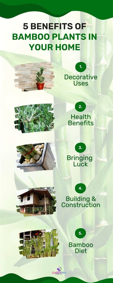 5 Benefits of Bamboo Plants in the Home Explained - Gardenia Organic