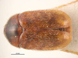 NPBDN-funded training 2024: Dermestidae and Khapra beetle ...