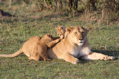 African Lion Cubs With Mother